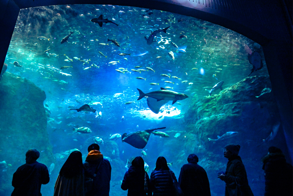 相模湾大水槽の新江ノ島水族館