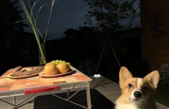 愛犬レポート：Luna