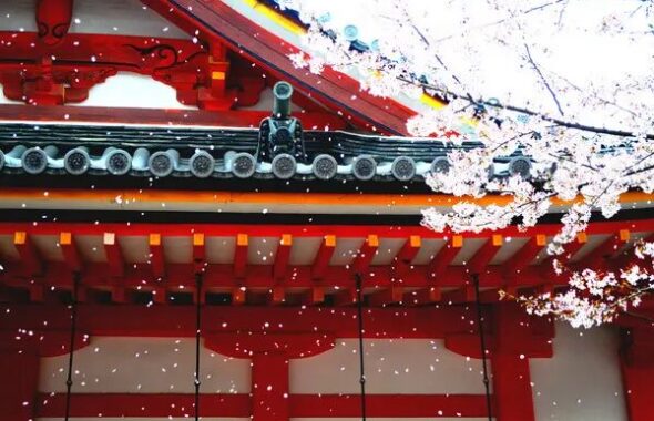 京都右京区仁和寺の桜