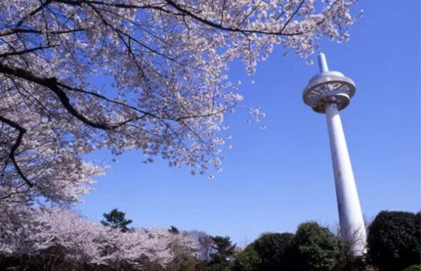 埼玉所沢の航空記念公園の桜