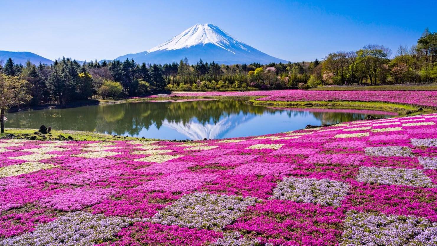 絨毯のような芝桜が有名な富士山