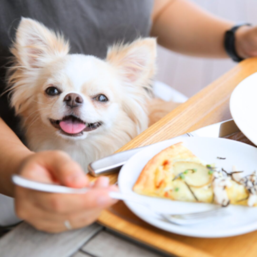カフェKIBACOで食事を楽しむわんちゃん