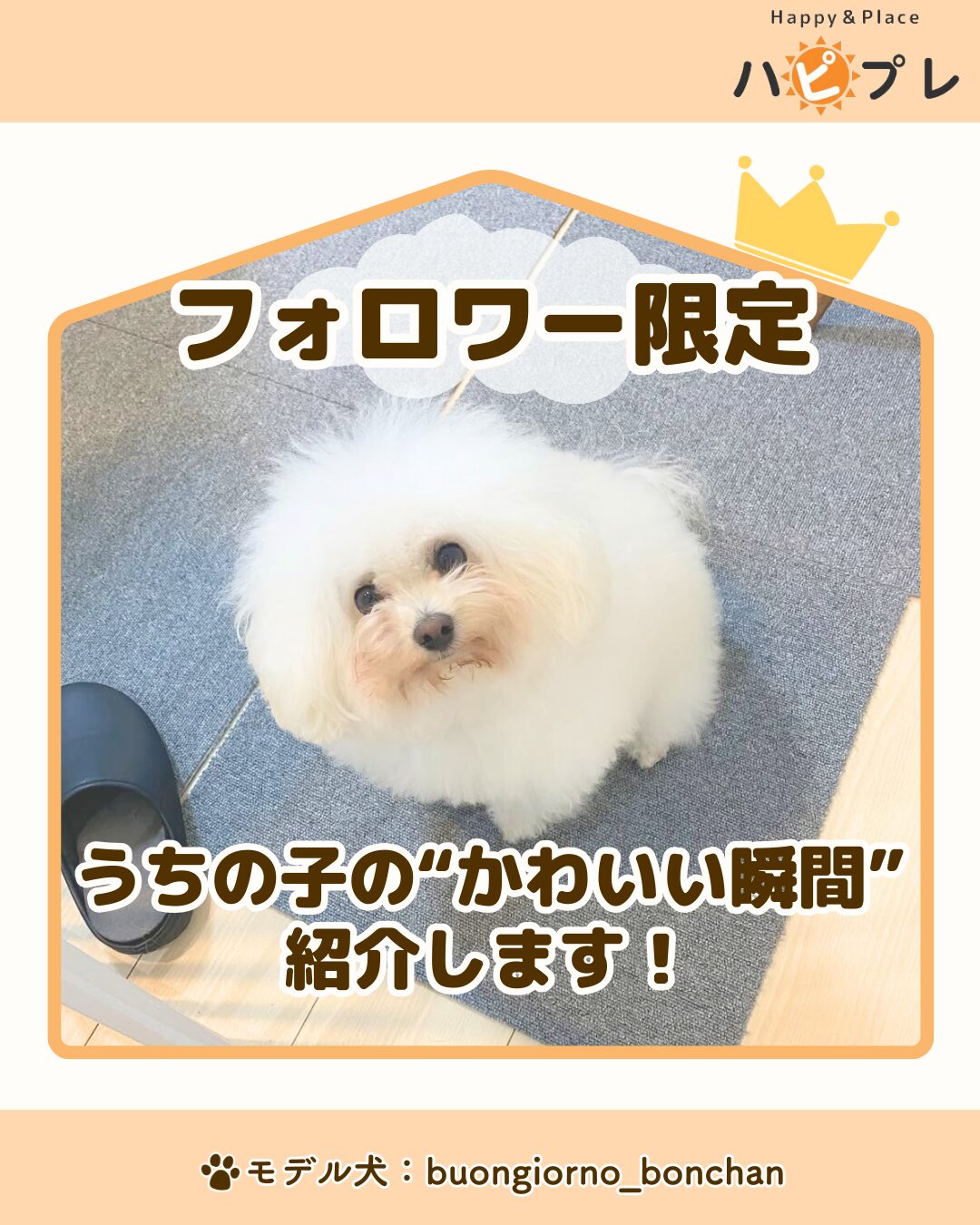 メディアハピプレ記事