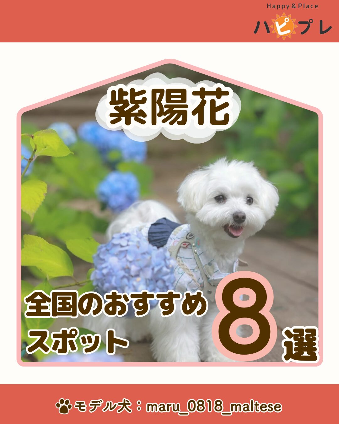 メディアハピプレを一緒に作る応援隊