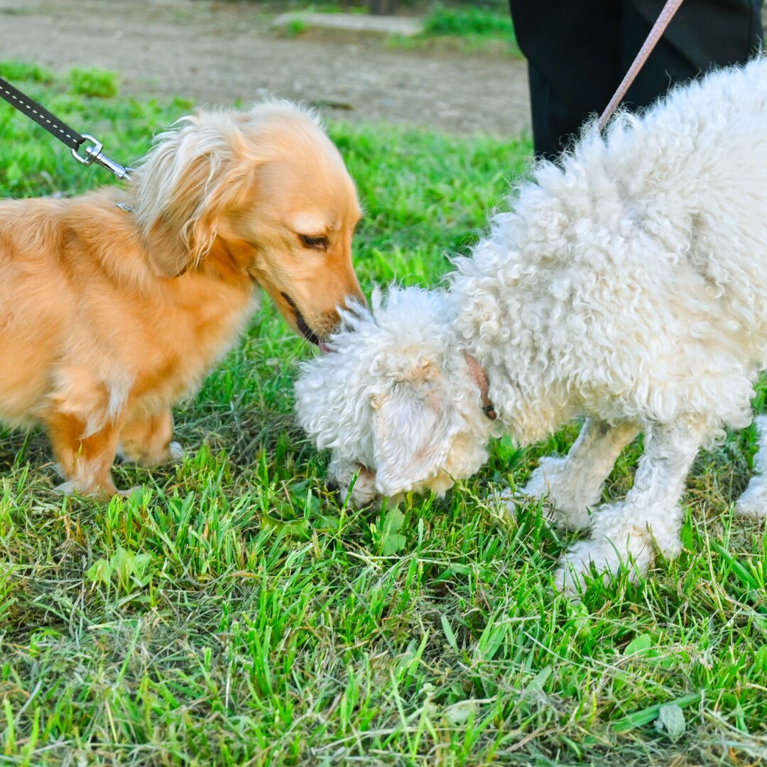 木場公園でふれあう犬たち