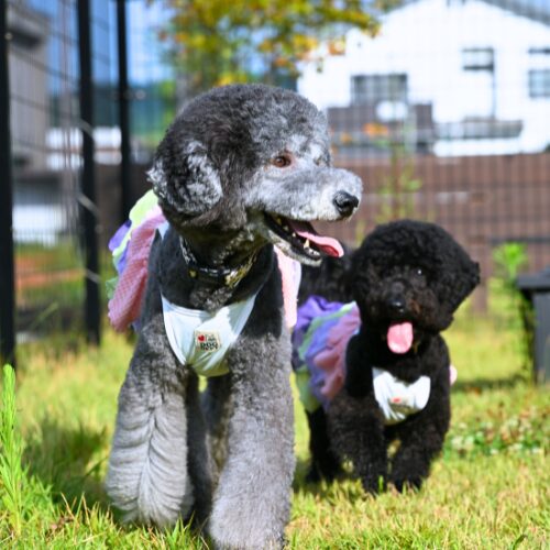 お散歩を楽しむ犬たち