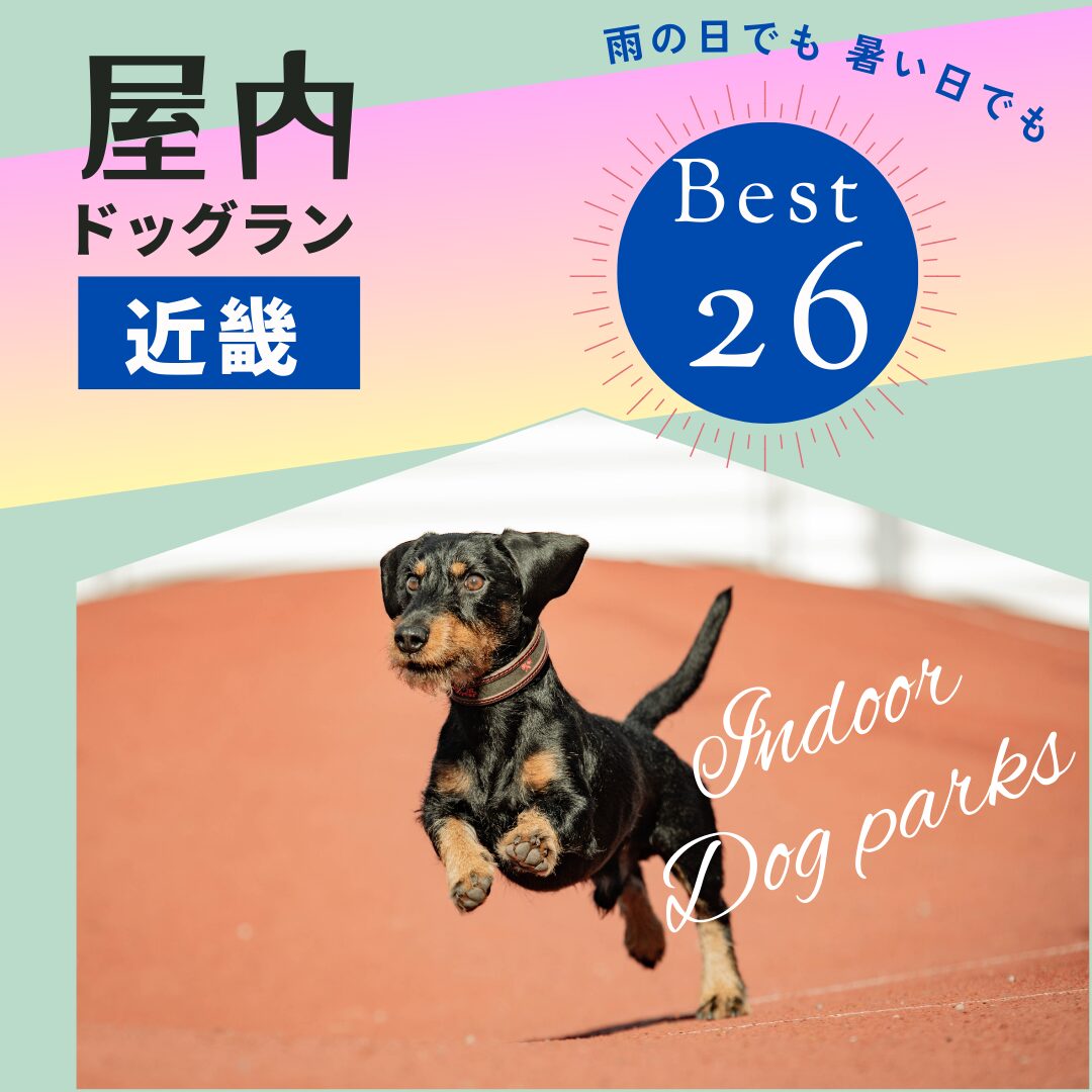 メディア記事屋内ドッグラン関西