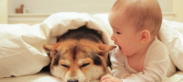 犬の動画 赤ちゃんに翻弄される大人対応のワンコたち ハピプレ