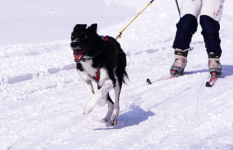 犬同伴でスキー・スノーボードができるスキー場