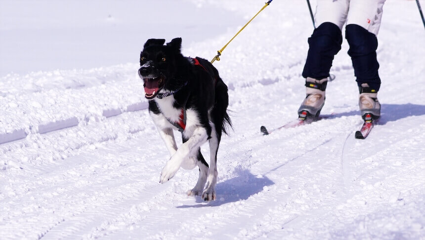 犬同伴でスキー・スノーボードができるスキー場