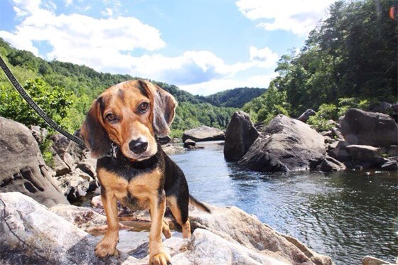 犬と川へお出かけスポット 全国の本当にオススメしたい川遊びスポットのご紹介 ハピプレ