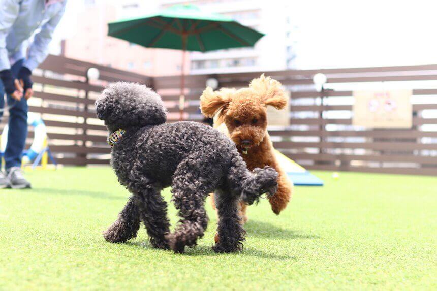 関西 雨の日に犬とお出かけスポット 近畿で愛犬と一緒に室内での遊び場へ ハピプレ