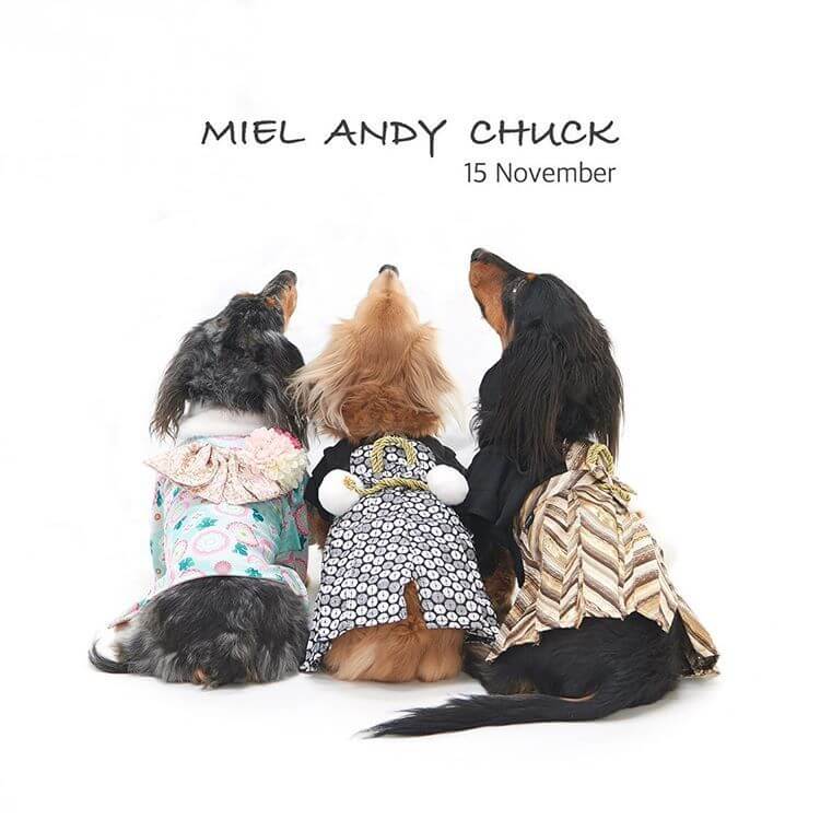 愛犬レポート：Miel、Andy、Chuck