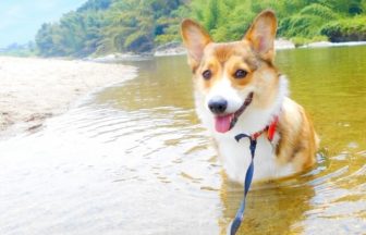 ペットとお出かけ・川で泳ぐ愛犬