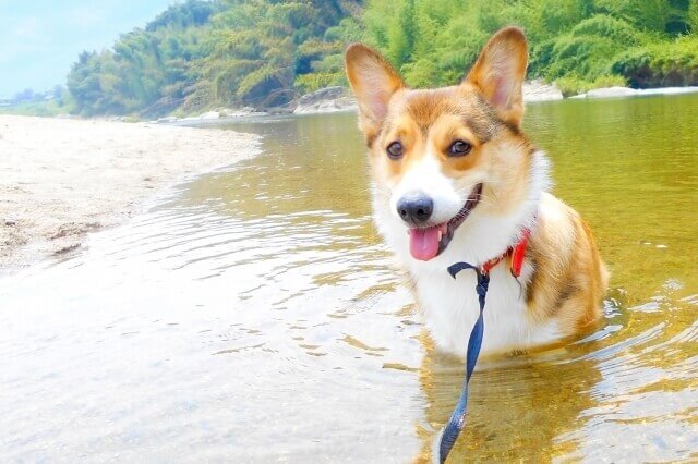 ペットとお出かけ・川で泳ぐ愛犬