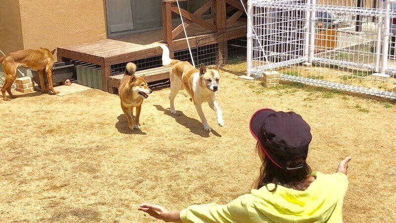dog training 犬寺子屋・トレーニング風景