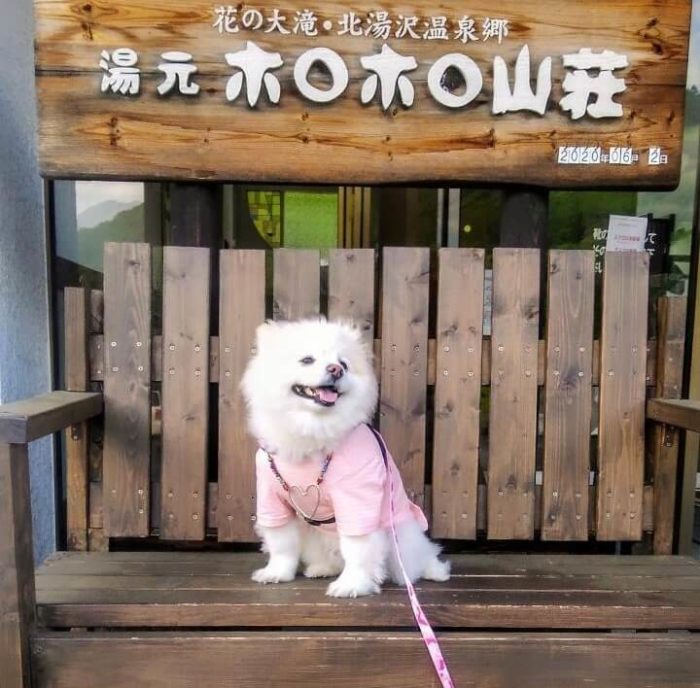 愛犬レポート：麦、北湯沢温泉郷　湯元　ホロホロ山荘