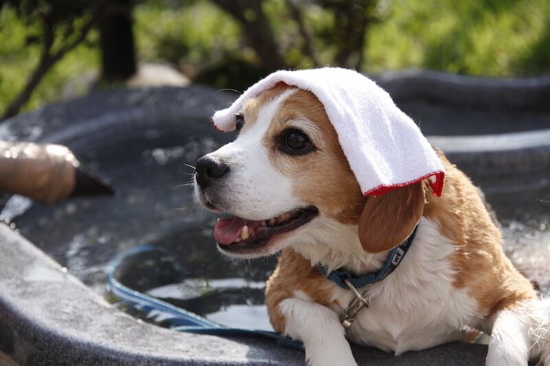 きぬ川国際ホテル ペット用露天風呂