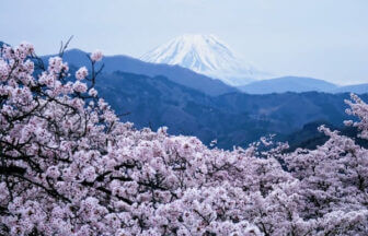 山梨県、大法師公園から見える桜と富士山