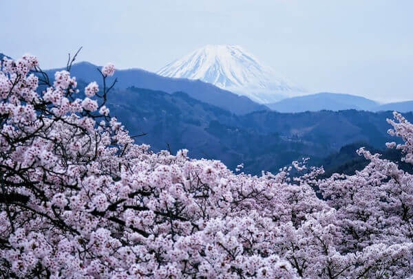 山梨県、大法師公園から見える桜と富士山