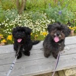 愛犬レポート：ジュリ・リン、寺ヶ池公園